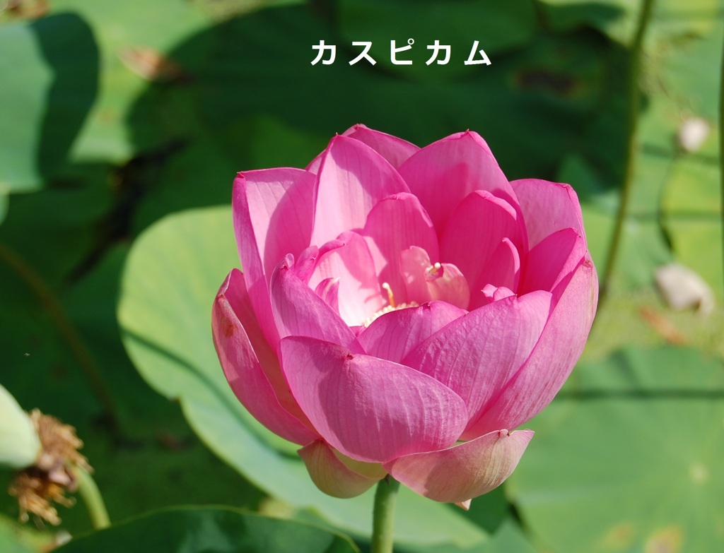 hasu29