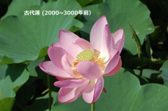 hasu12