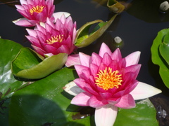 24natu (2)