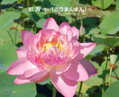 hasu25