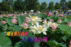 hasu1