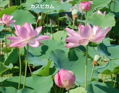 hasu20