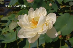 hasu18
