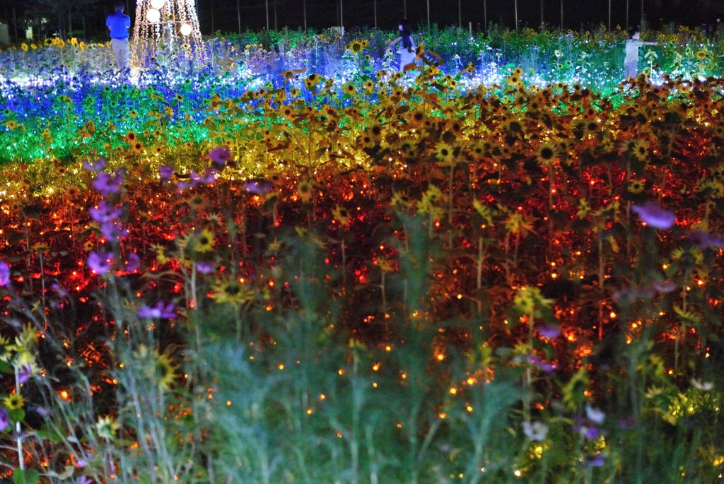 ヒマワリファンタジー