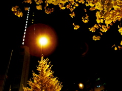 珠の夜