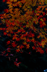 見上げたら