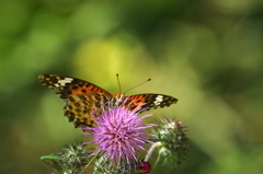 アザミの花に