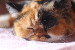 我が家の「花」３才