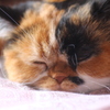 我が家の「花」３才