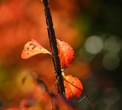 ニシキギ紅葉