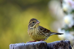アオジ♀