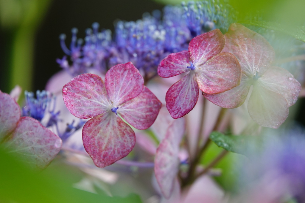 紫陽花