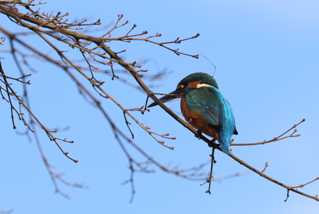 青空に・・・カワセミ