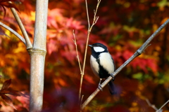 シジュウカラ