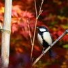 シジュウカラ
