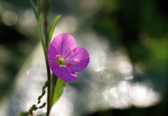 ピンクの花