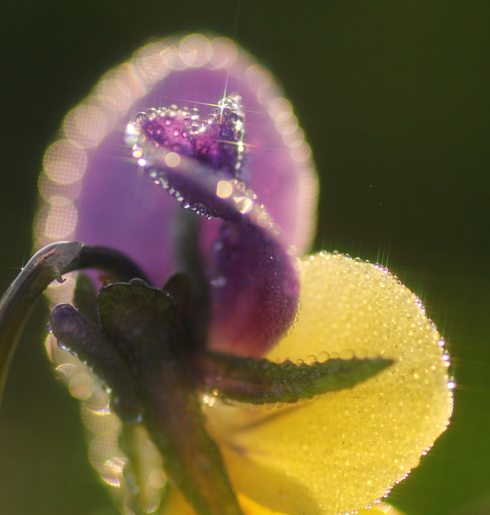 パールのリング