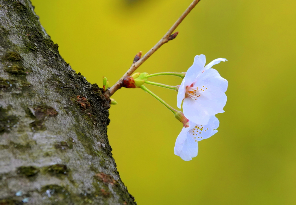 胴咲き桜