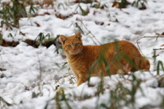 雪？大丈夫だよ