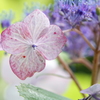 紫陽花