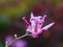 雫みっつ