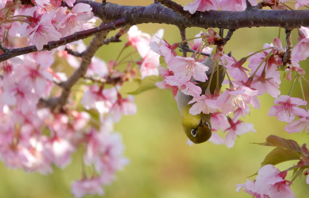 桜メジロン