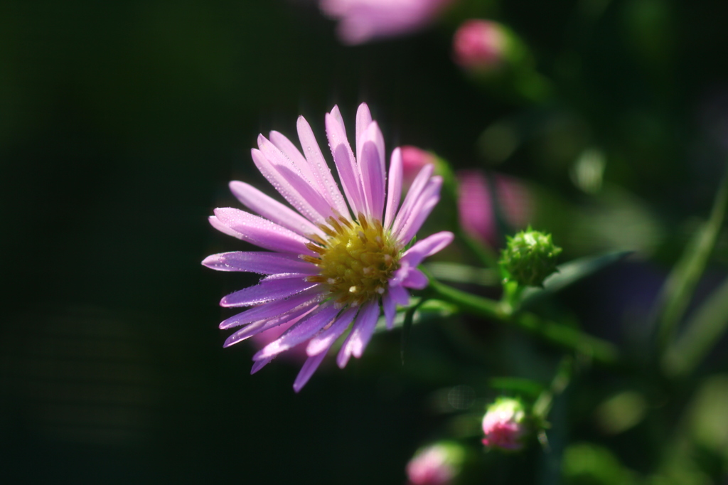 今朝の花