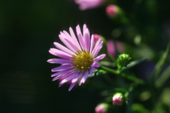 今朝の花