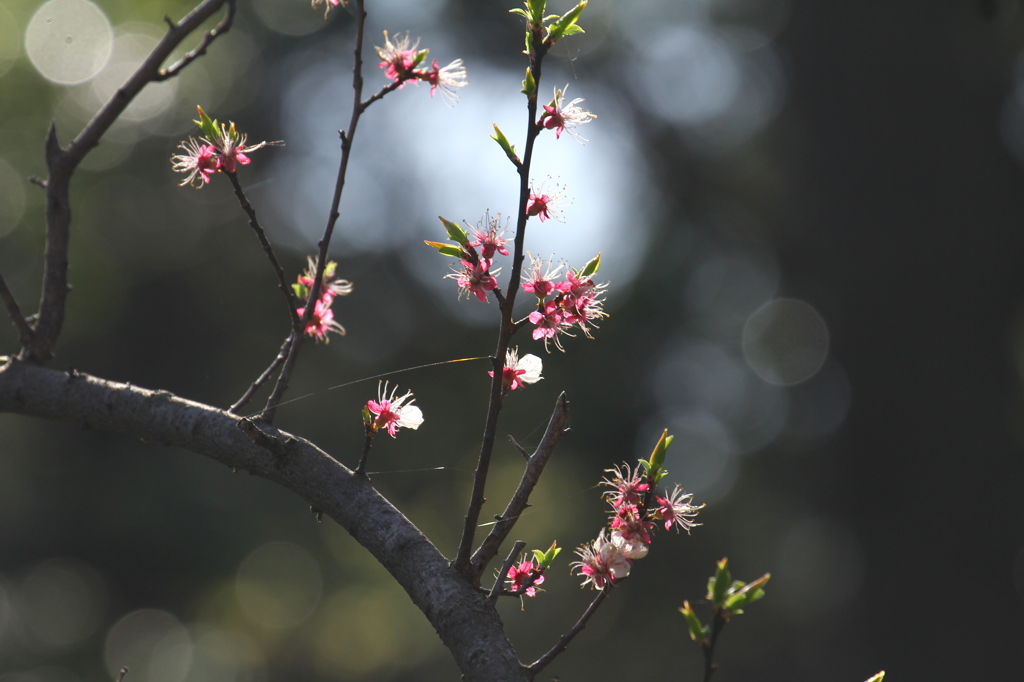 散りゆく梅の花