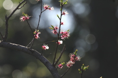 散りゆく梅の花
