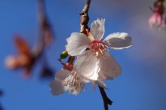 冬桜