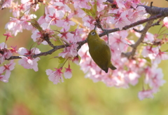 桜メジロン