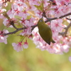 桜メジロン