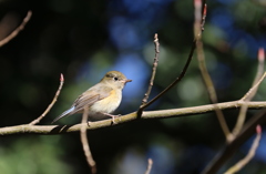 ルリビタキ♀