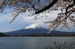 サクラ富士