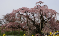 三春の滝桜
