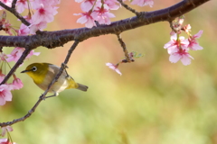 桜メジロン
