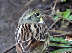 目前に・・・アオジ♀