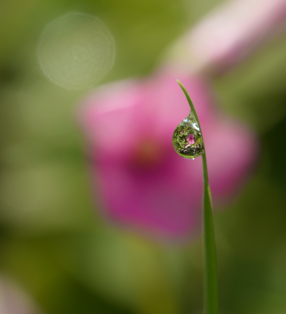 カタバミの花