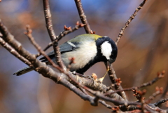 シジュウカラ採餌