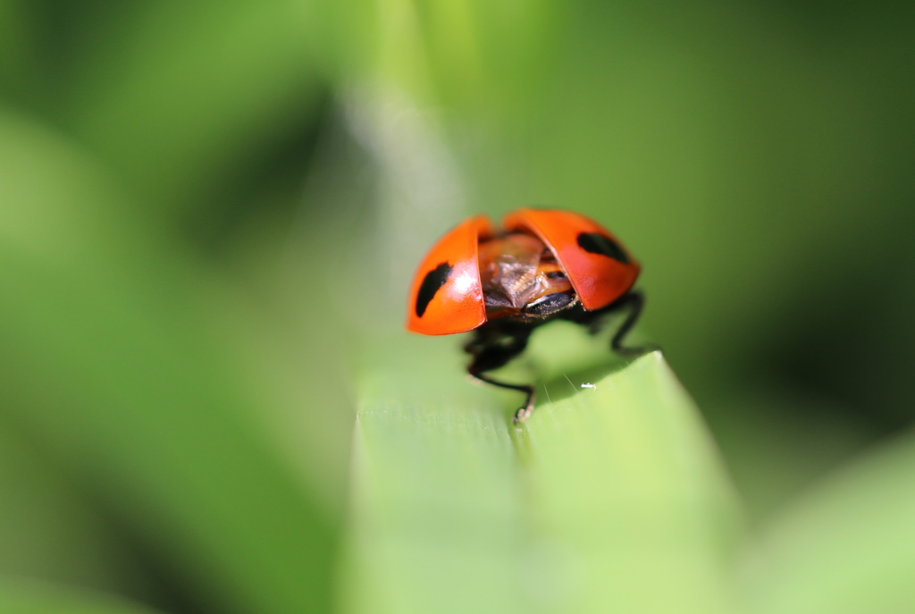飛び立つ前の姿です。