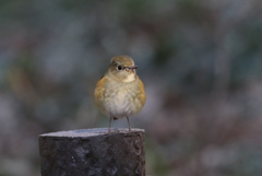 ルリビタキ♀