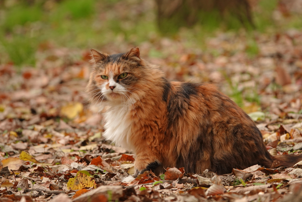 秋色に・・・公園のノラ