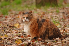 秋色に・・・公園のノラ