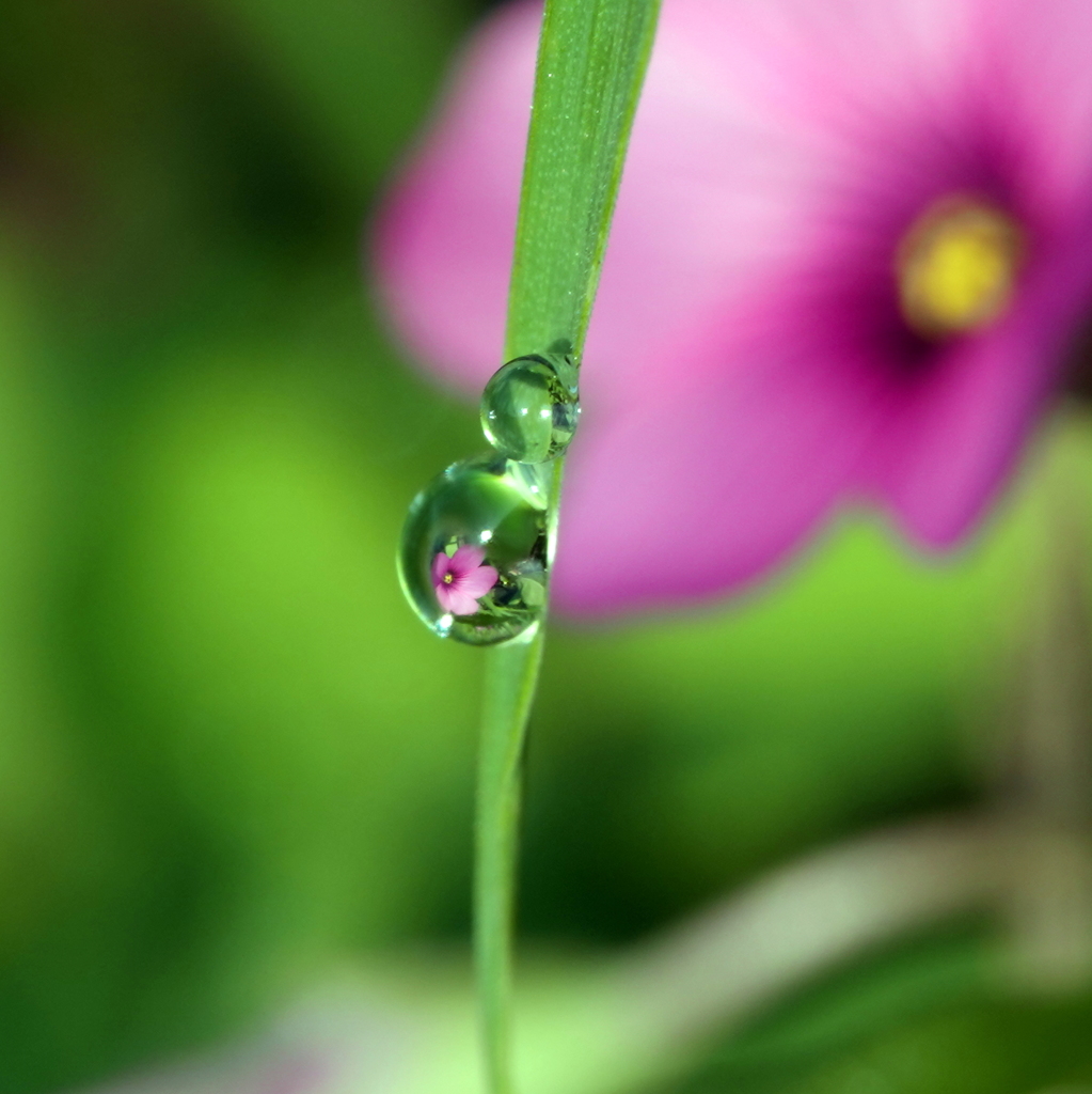 赤花夕化粧