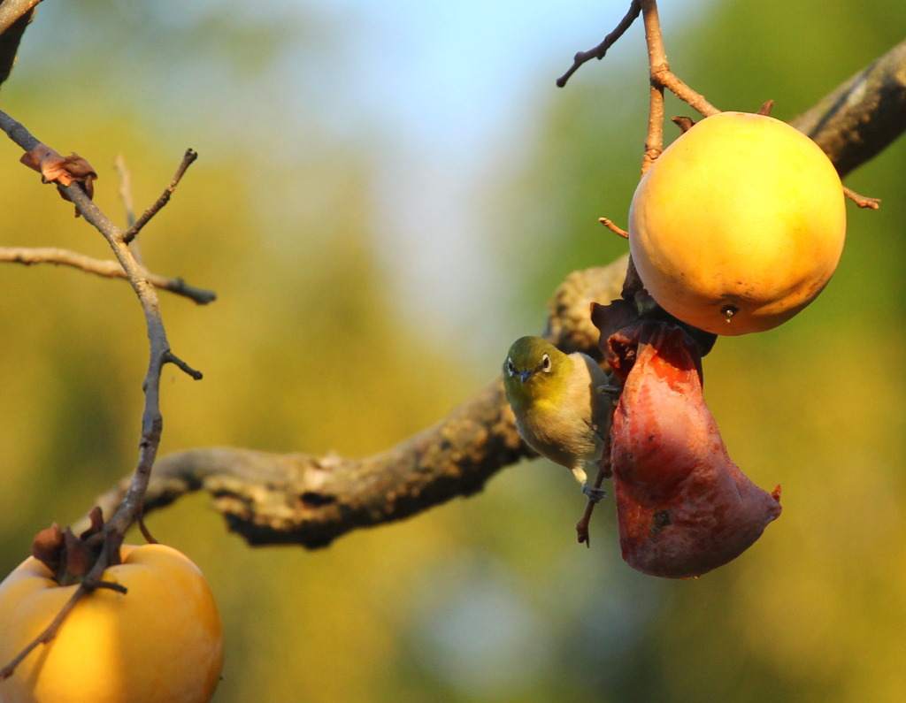 柿が大き過ぎて