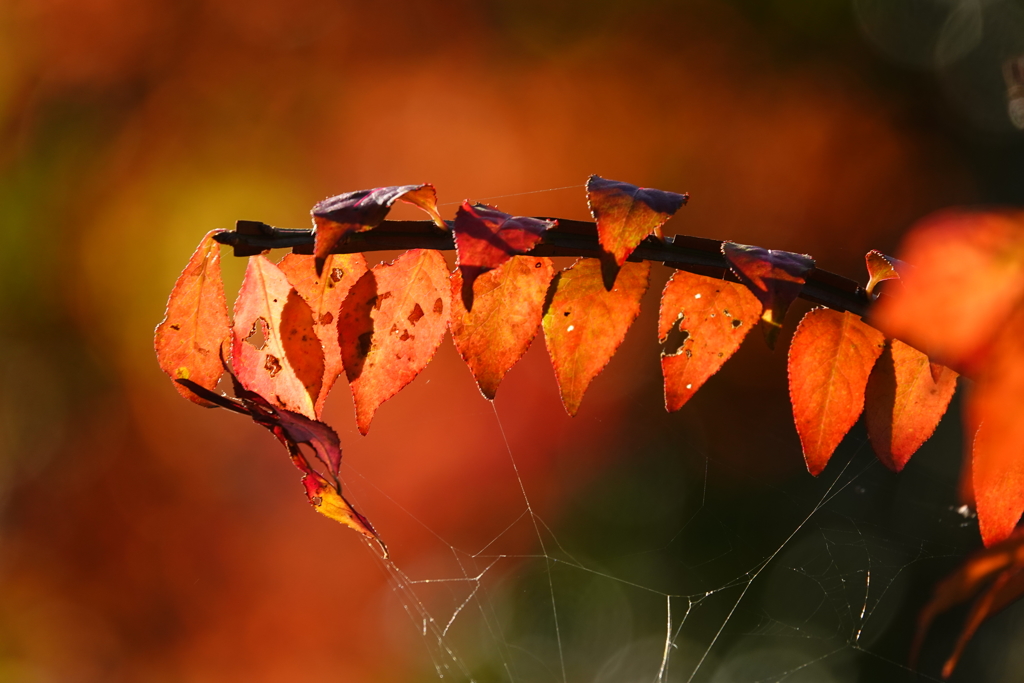 ニシキギの紅葉