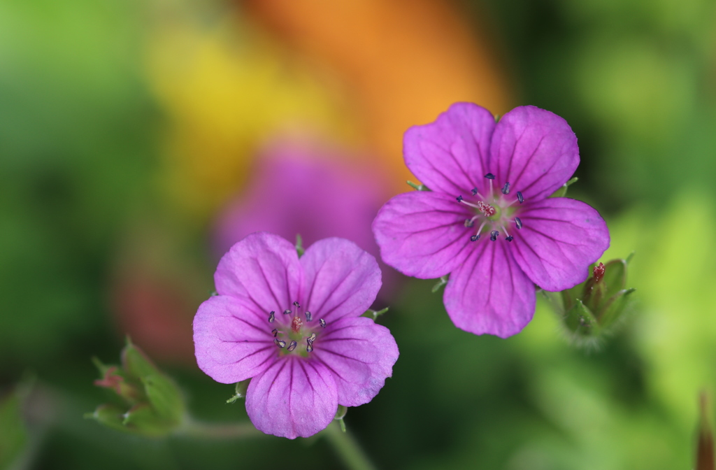 ゲンノショウコ