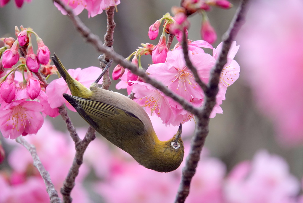 モモジロウ（花桃）