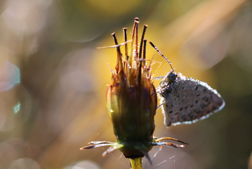 雫を纏ったｼｼﾞﾐﾁｮｳ